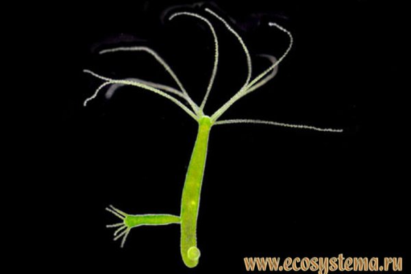 Ссылка на сайт кракен в тор браузере