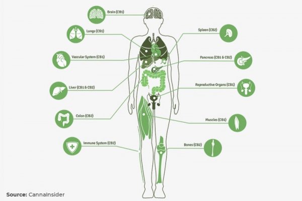Рабочее зеркало на кракен