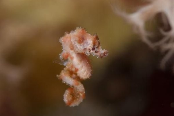 Kraken вход и ссылки